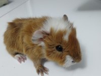 Kaliteli ırk garantilidir 4 adet guinea pig