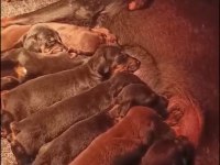 A şecereli rezerveye açık dev doberman yavrular