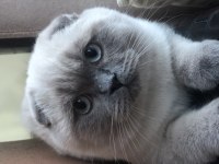 Scottish fold blue point