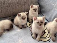 British Shorthair Colorpoint