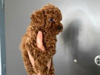 Red brown poodle yavrularım ev üretimi
