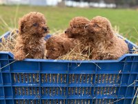 Çok sağlıklı poodle yavrular