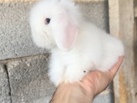 Mavi göz Hollanda lop tavşanı