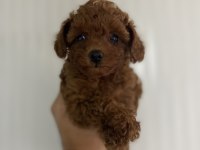 Erkek dişi toy poodle yavrular