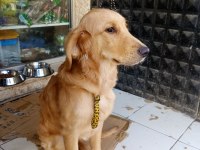 6 Aylık A Kalite Golden Retriever
