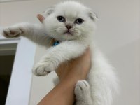 British Shorthair Scottish Fold ücretli sahiplendirme