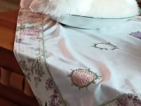 Şecereli Erkek Ragdoll Kedisi
