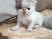Exotic shorthair bebeklerimiz