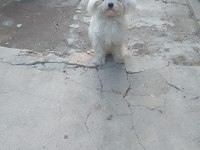 Terrier cinsi dişi köpeğimiz