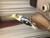 Full evcil konuşan sultan papağanı