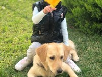 Golden retriever cinsi kızımıza yuva arıyoruz
