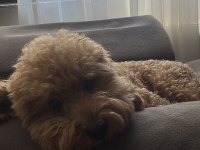 2 yaş erkek poodle dişi eş arıyorum