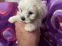 Kaliteli Maltipoo yavrular