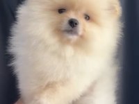 Krem Renkli Pomeranian Yavru