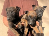 Belçika malinois yavrular