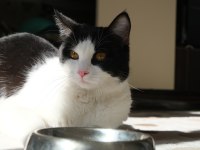 KEDİME KALICI YUVA ARIYORUM