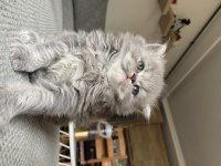 Sahiplendirilmeye hazır bebekler british longhair
