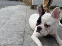 French bulldog yavrular ırk sağlık garantili