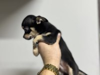 Pinscher Bebekler