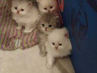 Golden ve Beyaz Uzun Tüylü Kaliteli Cins Yavrularım