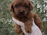 Kore Toy Poodle Yavrular