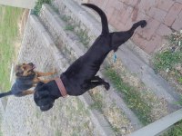 Can dosta kalıcı yuva cane corso