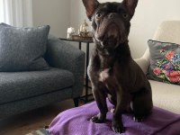 MİCRO FRENCH BULLDOG