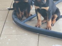 Rottweiler yavruları