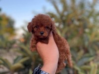 Kilo garantili red toy poodle