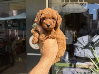 Mini Toy Poodle Yavrular