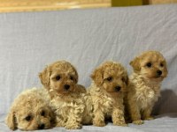 Morkie köpekler
