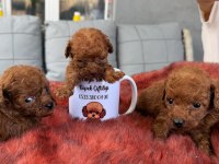 Kore toy poodle yavrularımız 