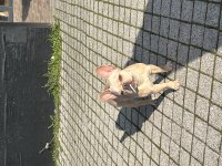 Irk Garantili French Bulldog