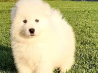 Yavru samoyed köpeği dişi