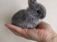 Mini Cüce Tavşan Yavruları