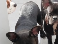 Yavurlarımız yeni yuva arıyor french bulldog