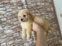MALTİPOO YAVRULARIMIZ YENİ YUVASINI ARIYOR