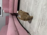 2 aylık toy poodle yavruları