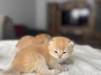 Golden British Shorthair Son Erkek