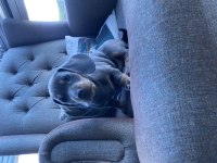 Blue Dachshund (sosis köpek) Yavrular