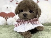 Toy Poodle Yavru Köpeğimiz