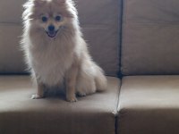 Pomeranian spitz latte kızımıza yuva arıyoruz