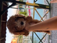 Yeni trend cavapoo