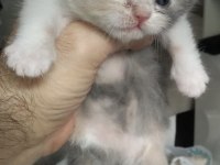 Scottish fold yavrular