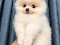 BİBLO POMERANİAN BOO DİŞİ
