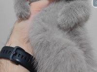British shorthair kedisi