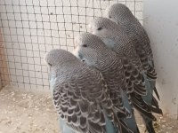 Show jumbo muhabbet kuşu yavrular