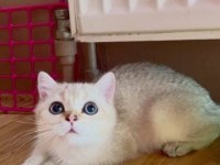 British shorthair erkek
