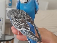 Jumbo evcil muhabbet kuşu erkek 1 yaşında