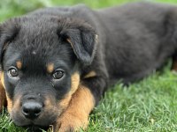 Macar rottweiler